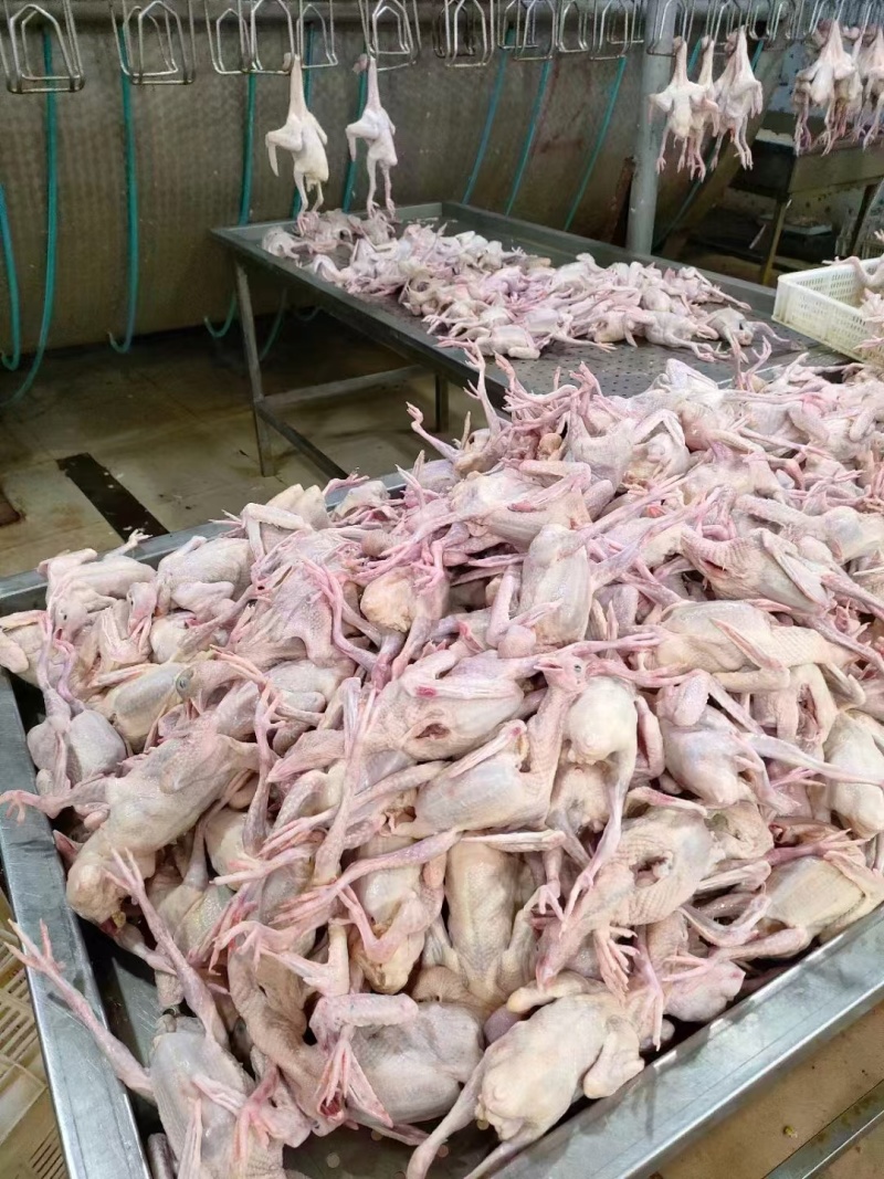 4-9两纯干乳鸽规格齐全量大从优全国发货