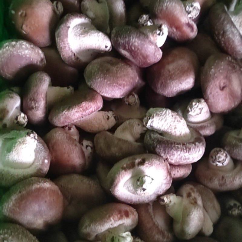 鲜香菇货优量足欢迎选购现货欢迎来电选购精品发货