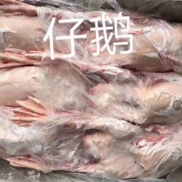 仔鹅8只低价出售