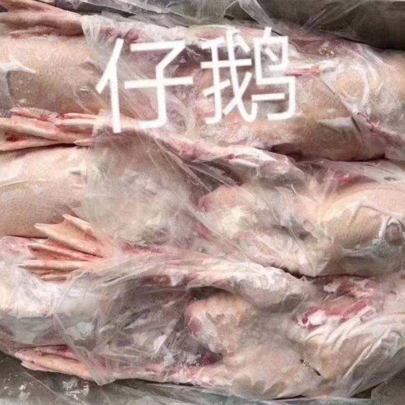 仔鹅8只低价出售