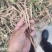 鲜板蓝根