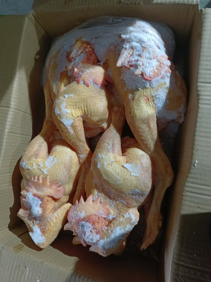 二级黄脚公鸡