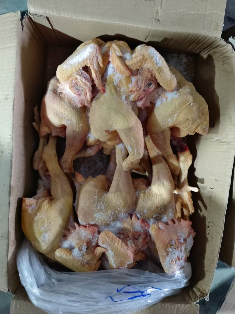 二级黄脚公鸡