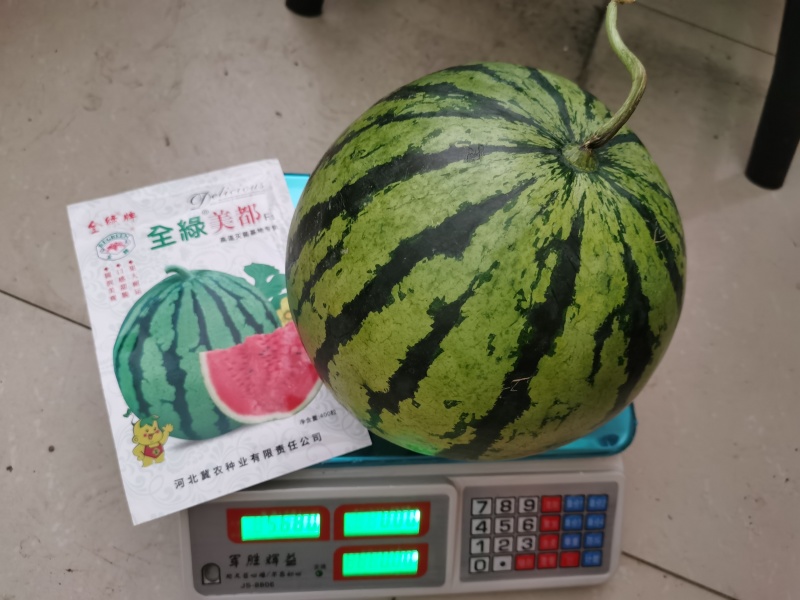 心里美西瓜种子全绿美都甜抗裂八成熟即大红瓤品质丰产