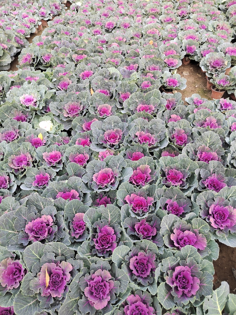 羽衣甘蓝耐寒花卉
