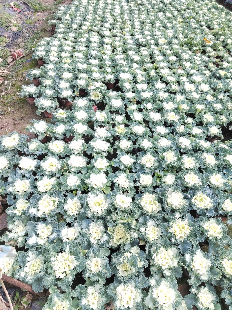 羽衣甘蓝耐寒花卉