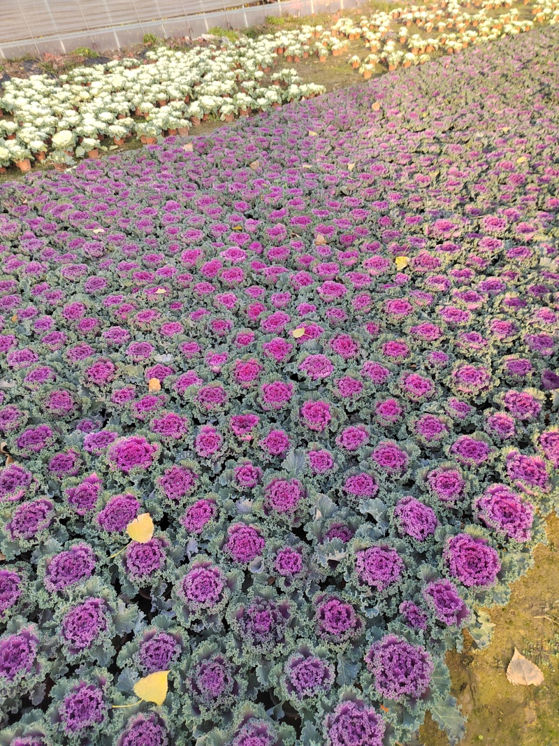 羽衣甘蓝耐寒花卉