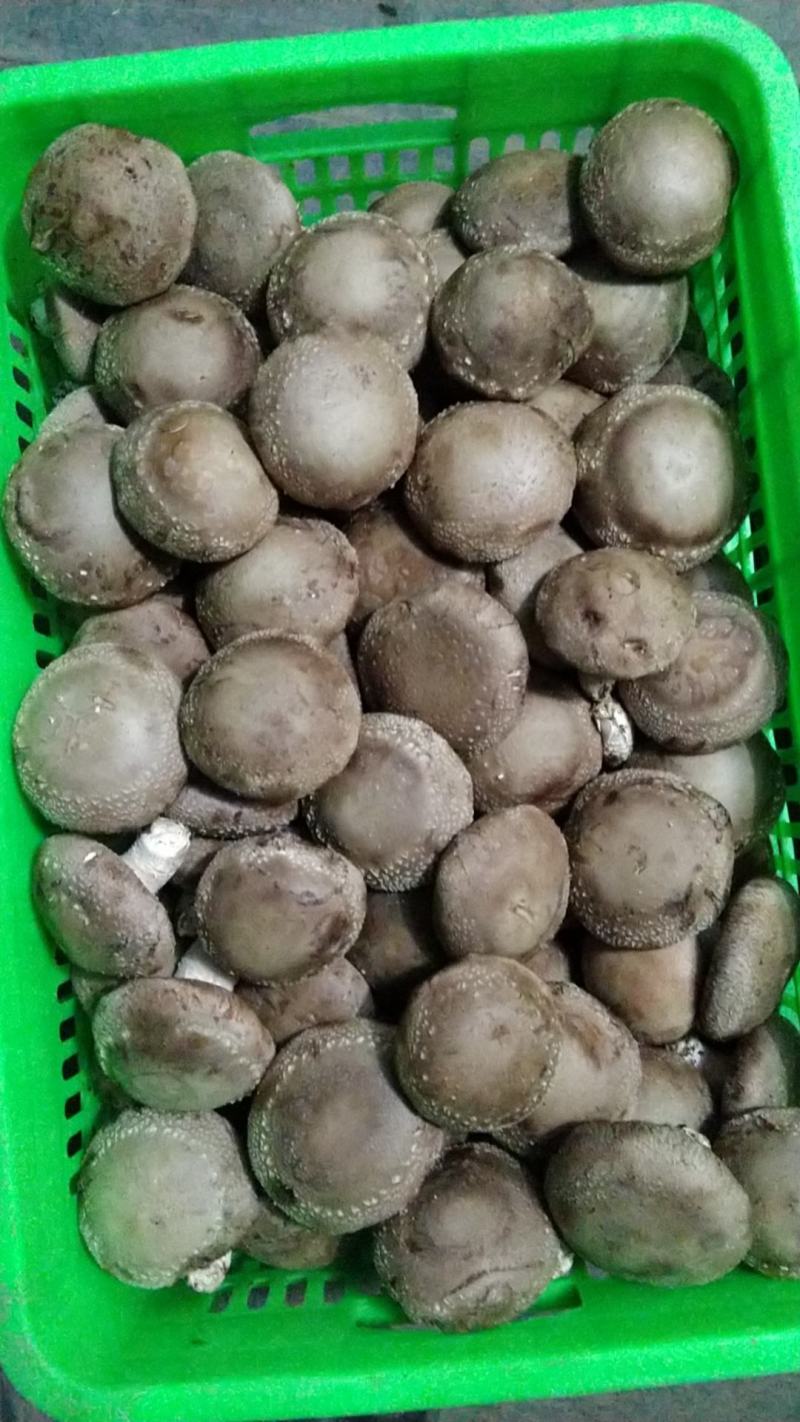 水菇，白面菇，水菇，大量有货，欢迎老板定货，