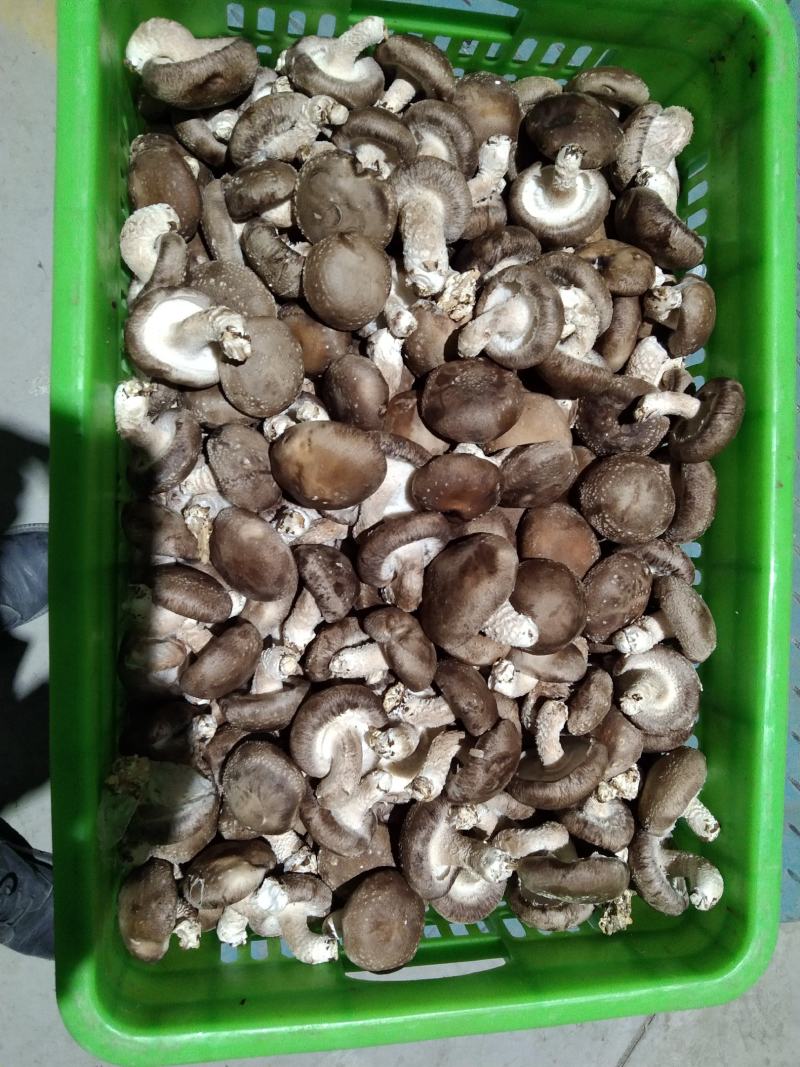 水菇，白面菇，水菇，大量有货，欢迎老板定货，