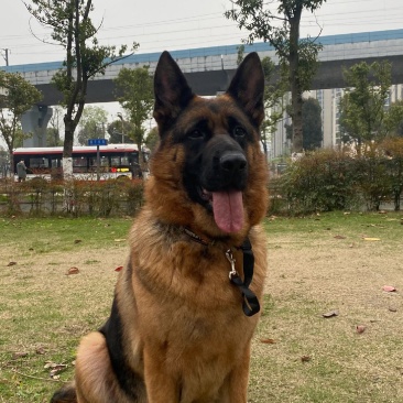 藏獒牧羊犬
