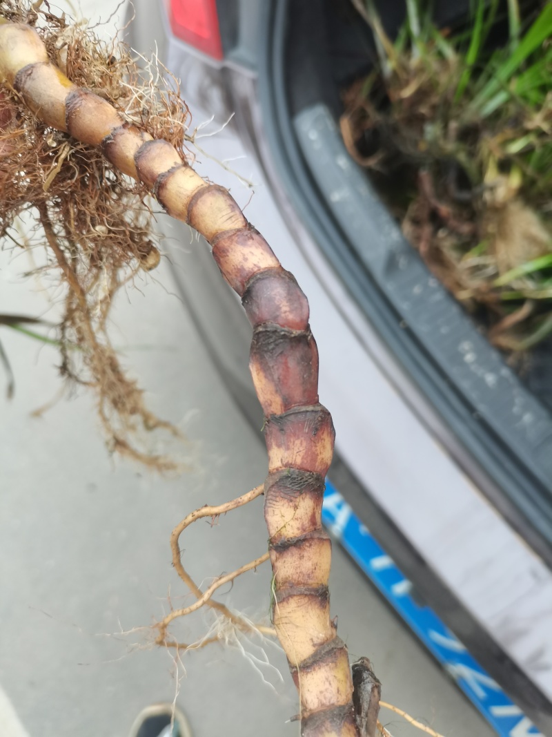 大量出售野生石菖蒲