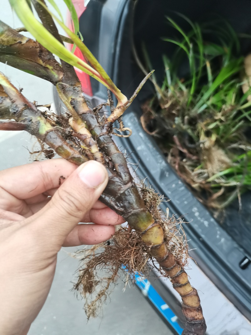 大量出售野生石菖蒲