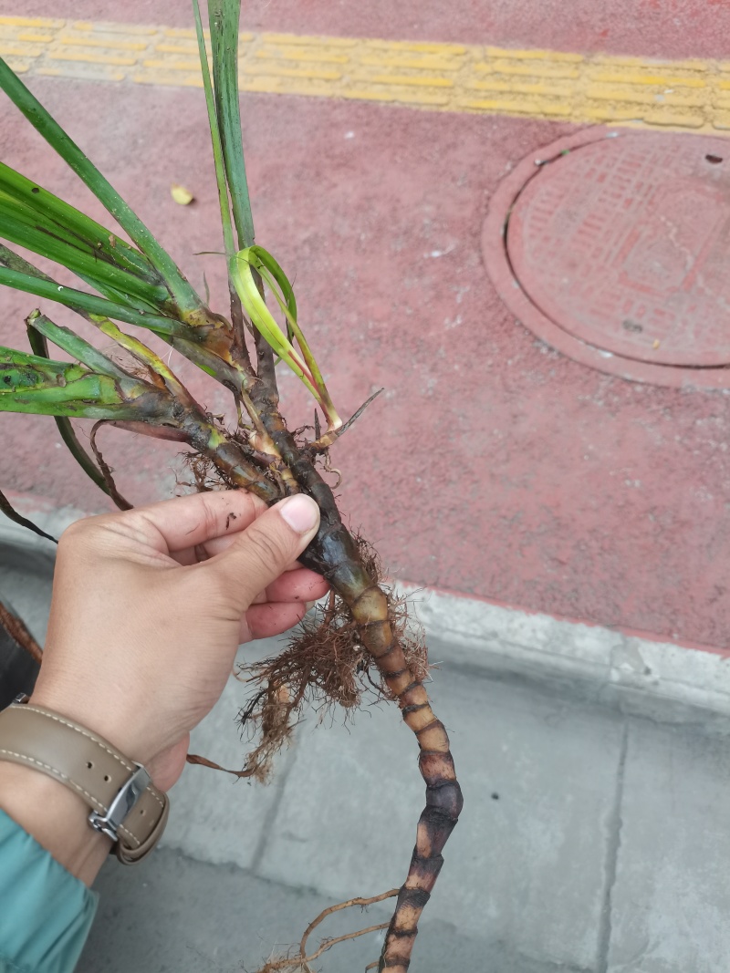 大量出售野生石菖蒲