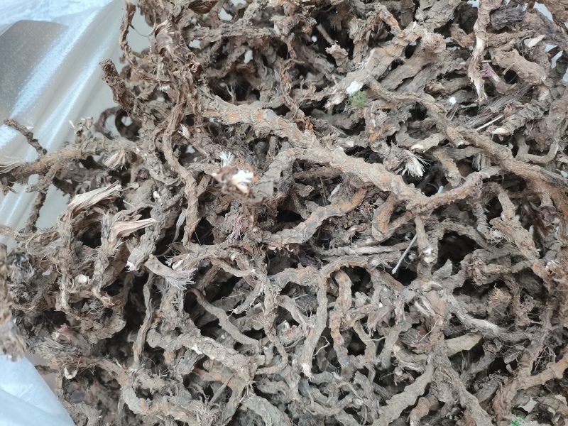 大量出售野生石菖蒲