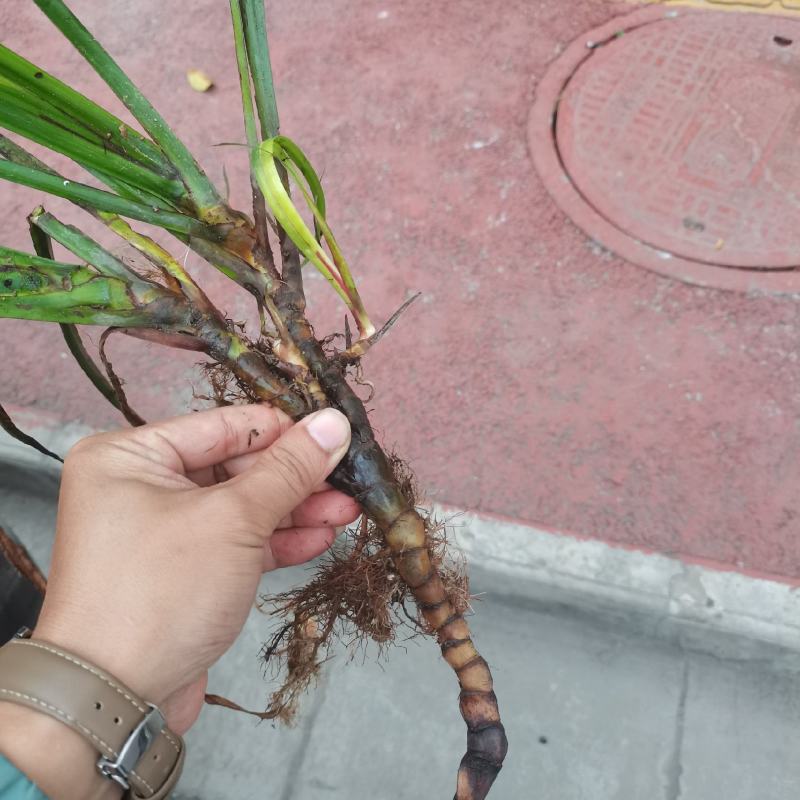 大量出售野生石菖蒲