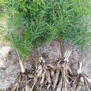 毕节基地云南良种大天冬适合山地丘陵种植耐寒耐旱产量高