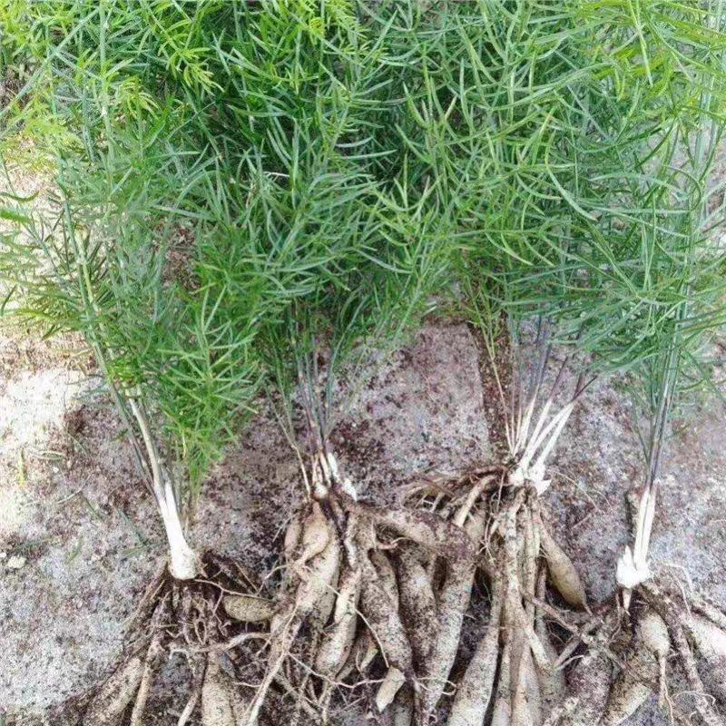 毕节基地云南良种大天冬适合山地丘陵种植耐寒耐旱产量高