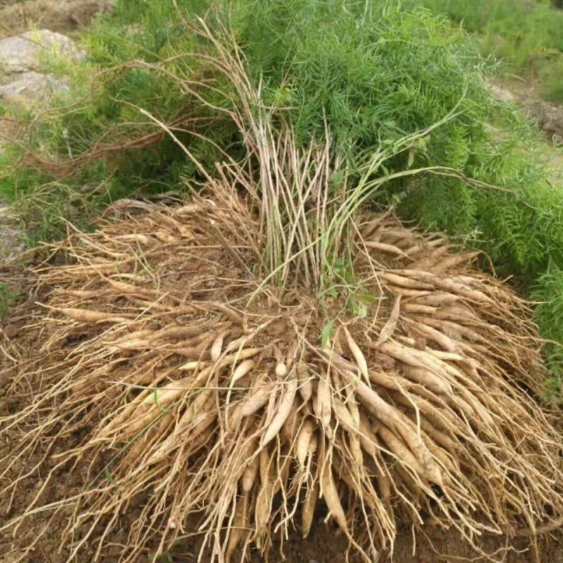 毕节基地云南良种大天冬适合山地丘陵种植耐寒耐旱产量高