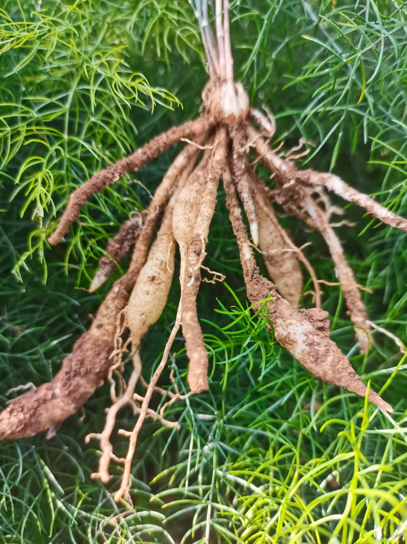 毕节基地云南良种大天冬适合山地丘陵种植耐寒耐旱产量高