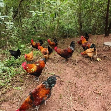 红公鸡鸡蹬子300只一年两年三年都有