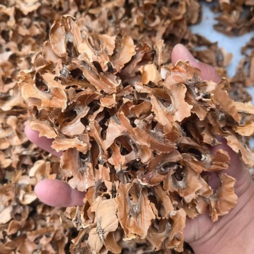 分心木核桃夹心冷背奇药材批发