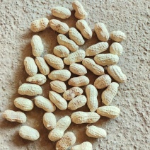 各种规格另供花生炒货榨油花生米