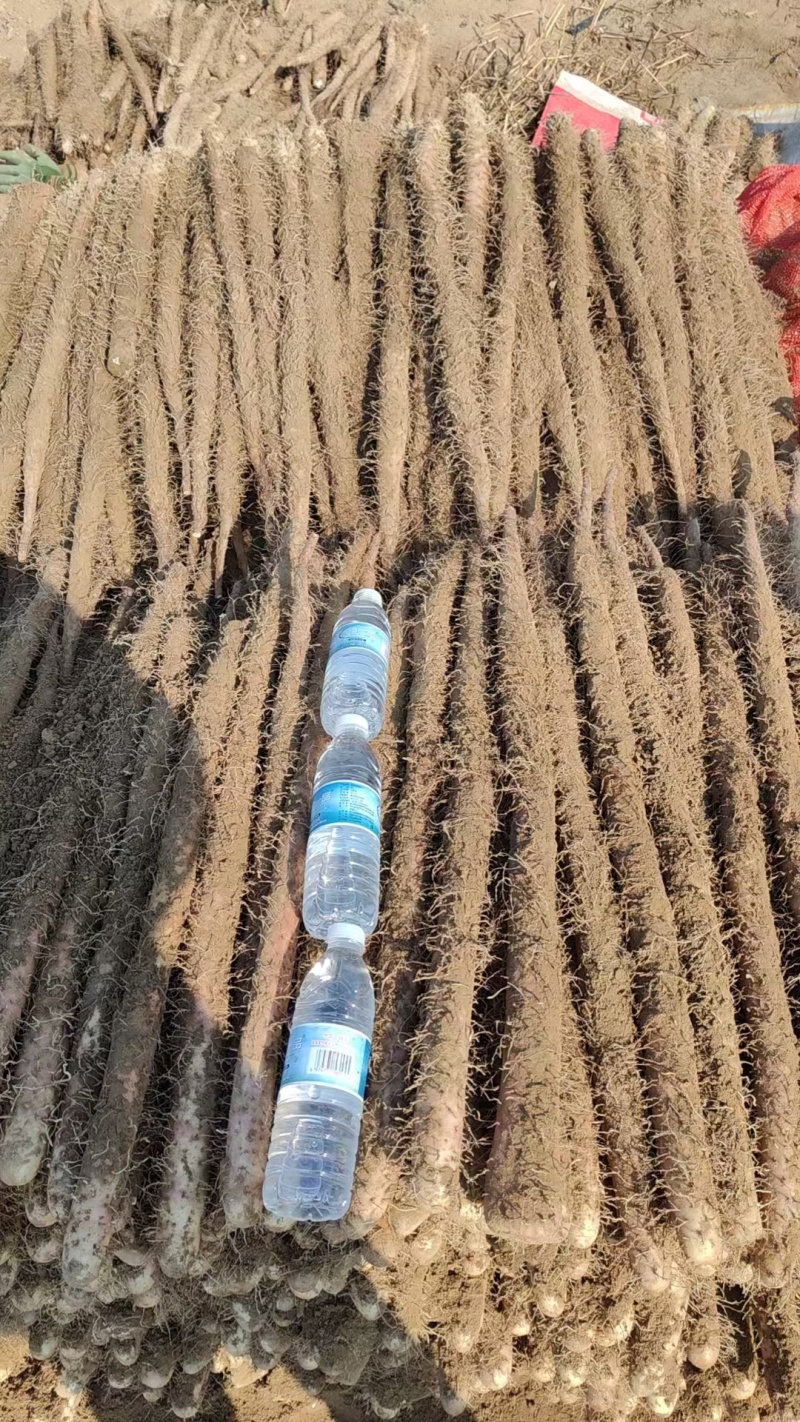 河北双棒山药大量现货，产地直发，新鲜出土，各种规格，圆滚