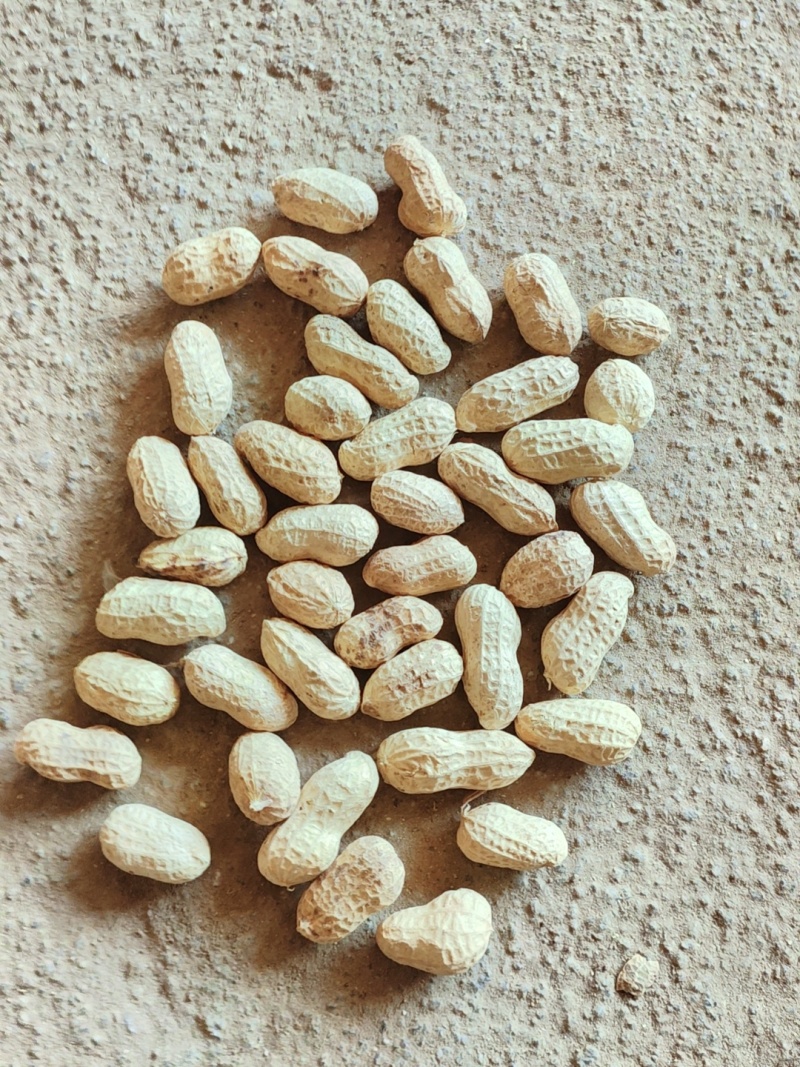 各种规格另供花生炒货榨油花生米