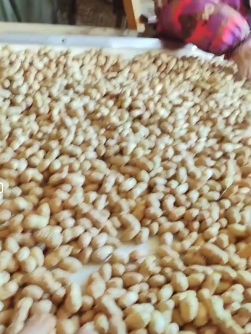 各种规格另供花生炒货榨油花生米