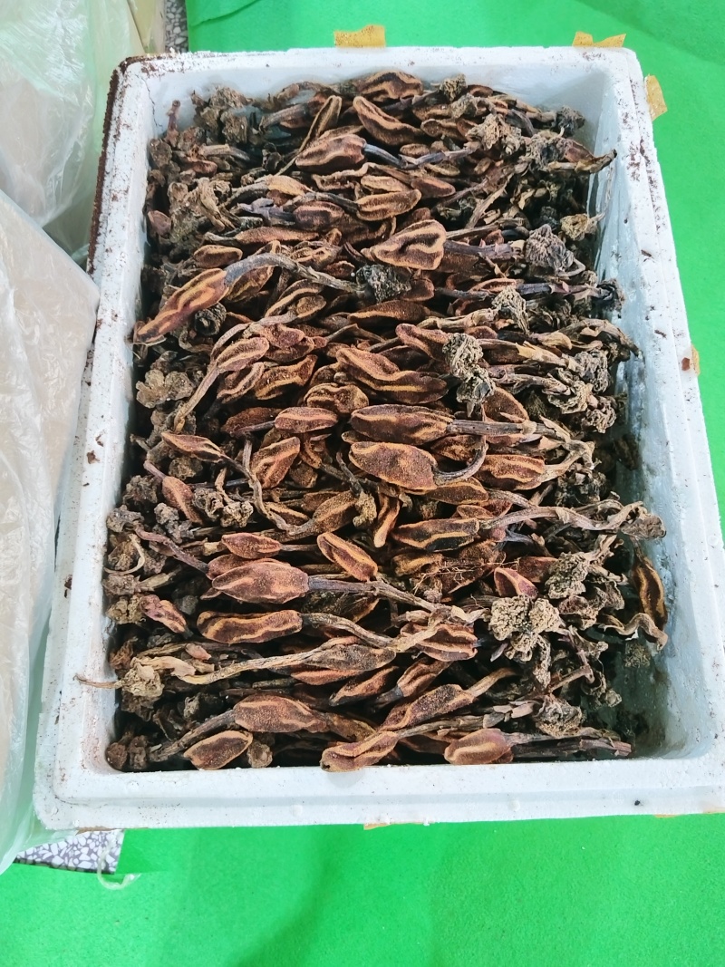 回春草