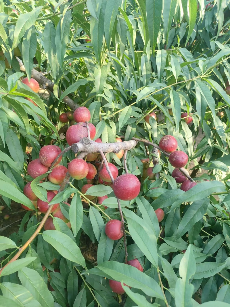 珍珠油桃桃苗