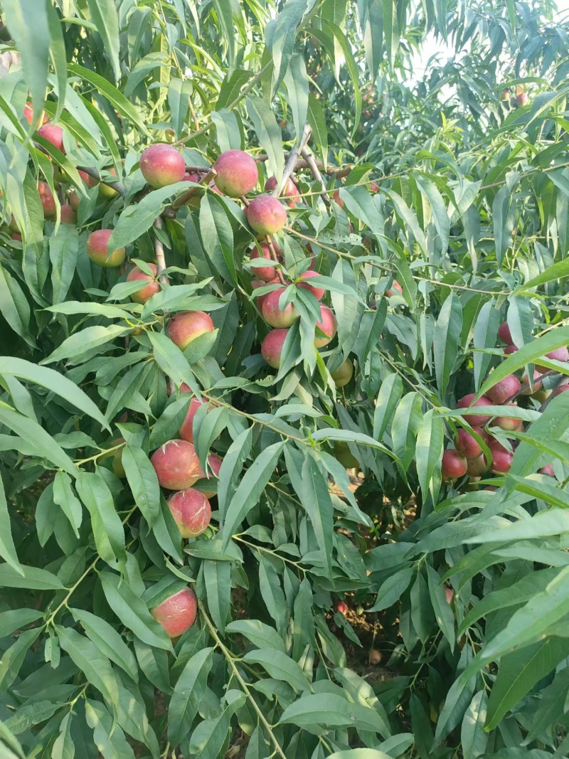 珍珠油桃桃苗