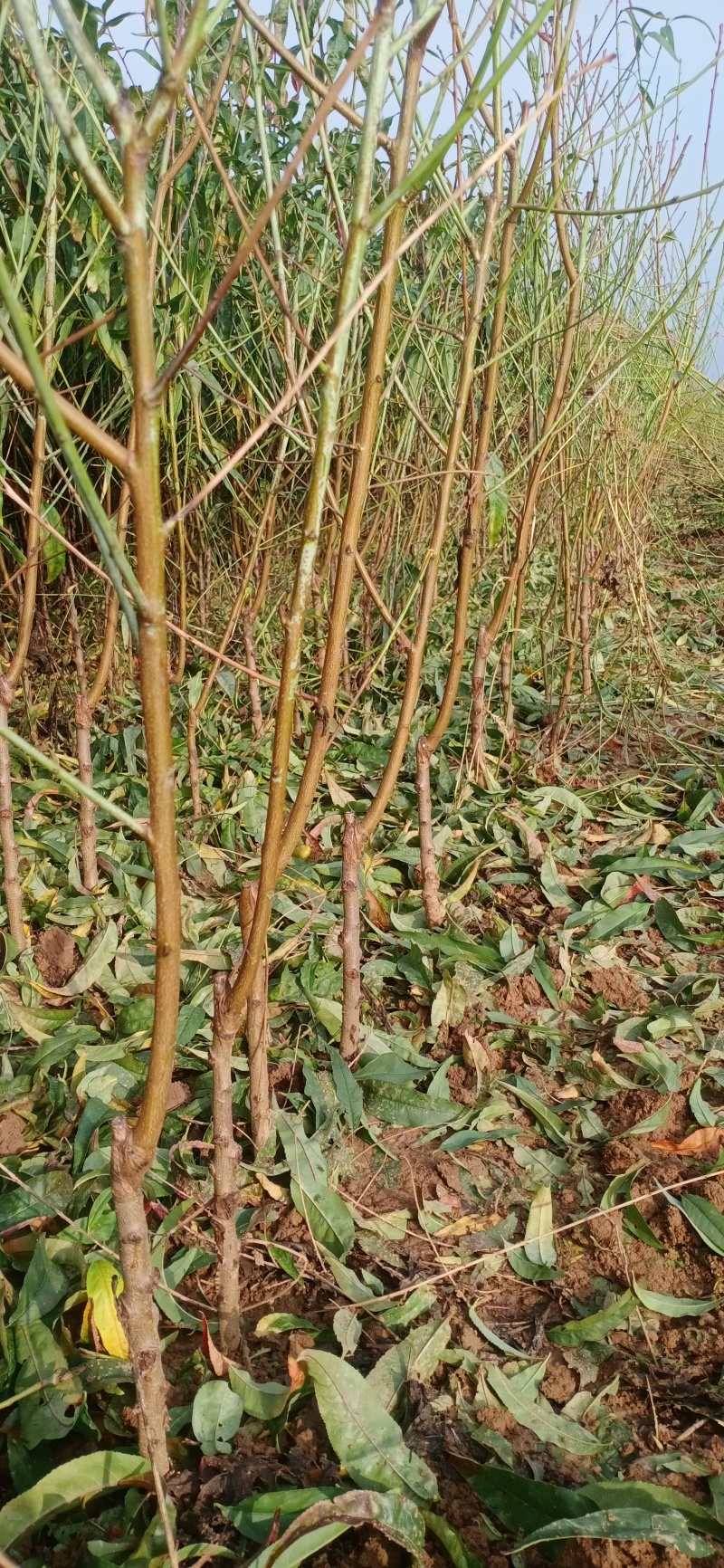 珍珠油桃桃苗