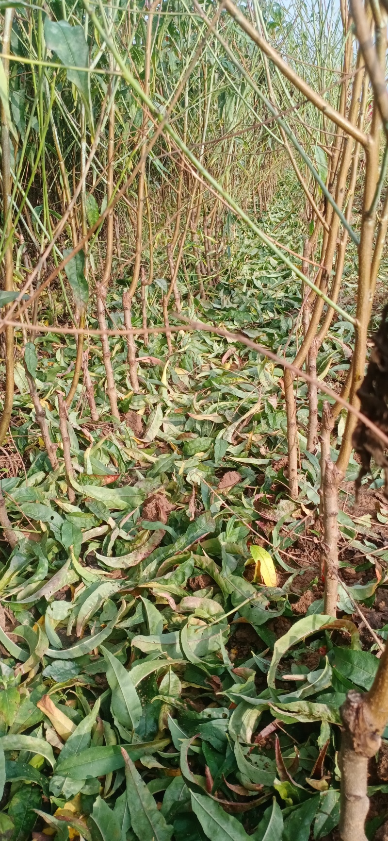 珍珠油桃桃苗