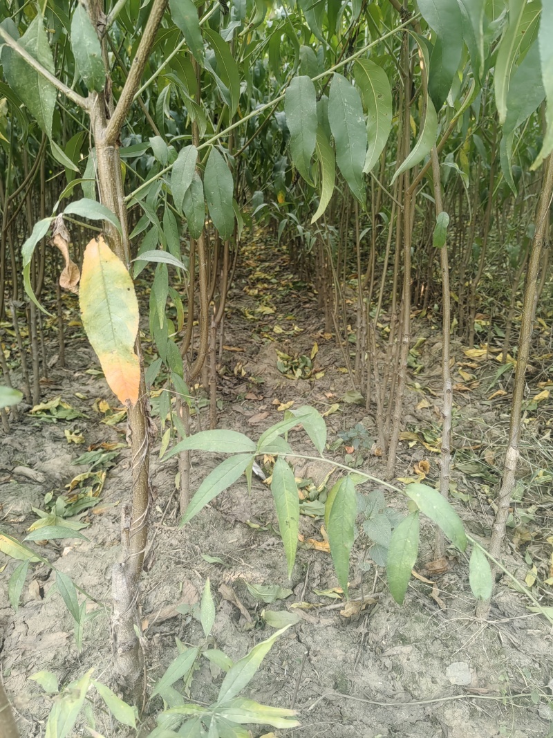 珍珠油桃桃苗