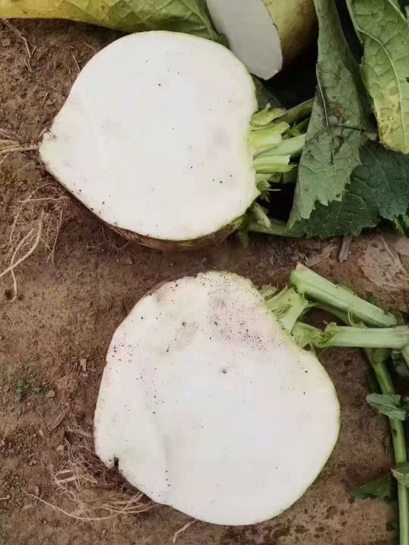 芥菜头