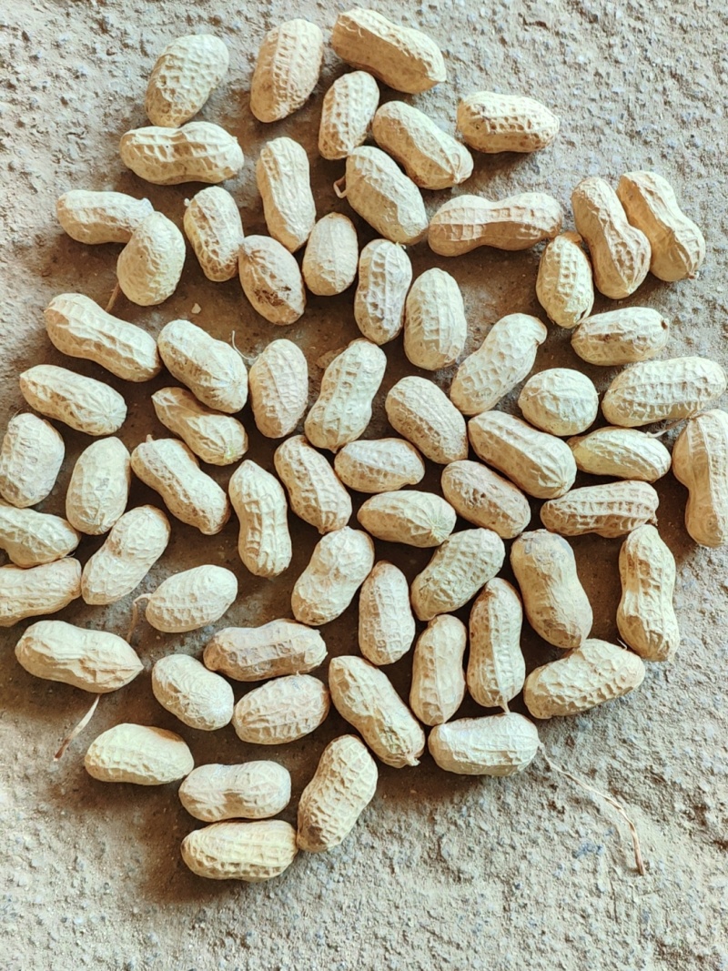 各种规格另供花生炒货榨油花生米