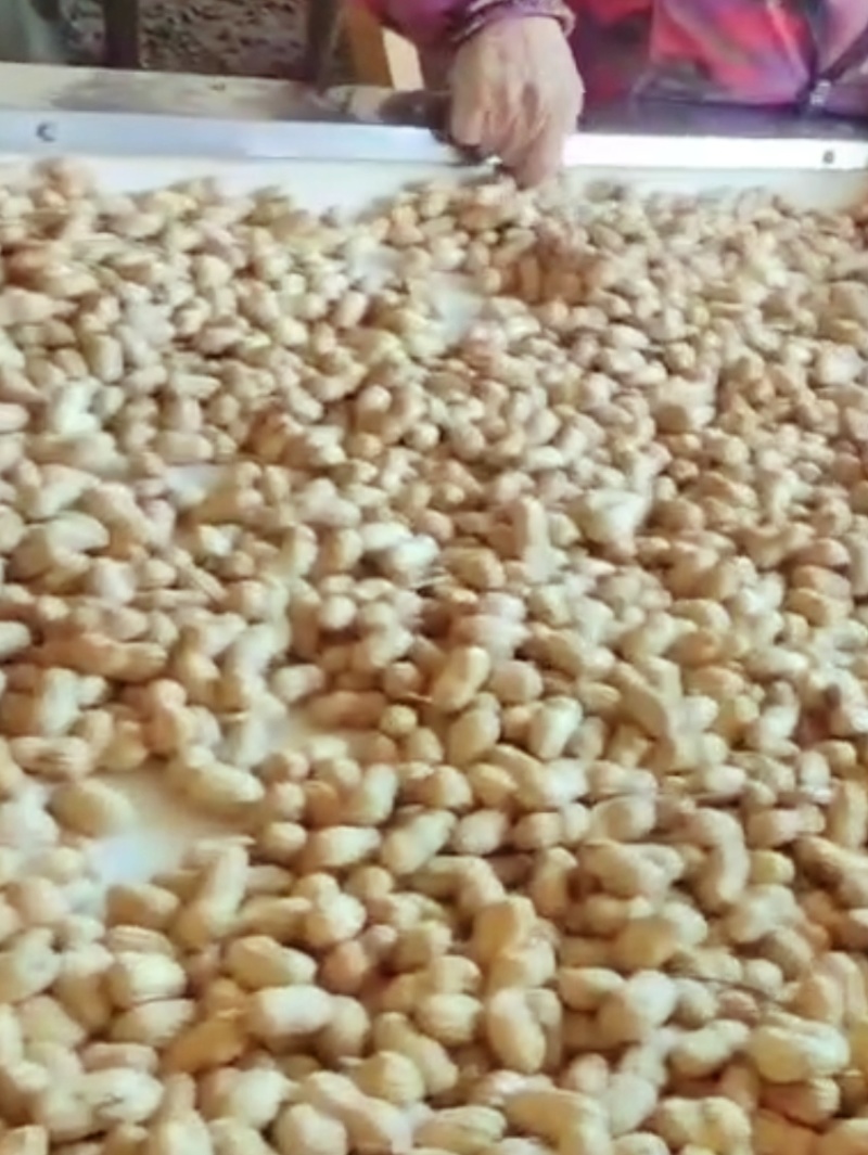 各种规格另供花生炒货榨油花生米