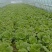 我是老赵，现有大娃娃菜6万斤，质量很好，黄心，真诚合作。