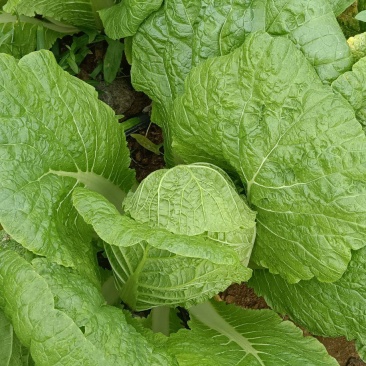 大娃娃菜货源充足