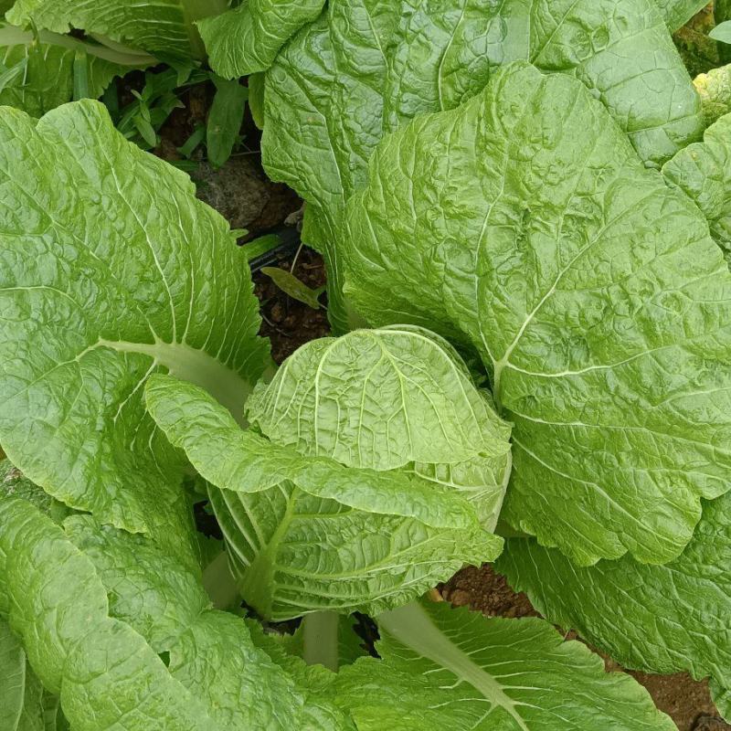 大娃娃菜货源充足