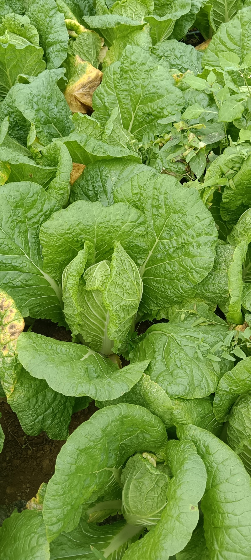 大娃娃菜货源充足