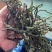 精品架豆