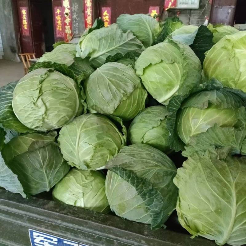 甘蓝，