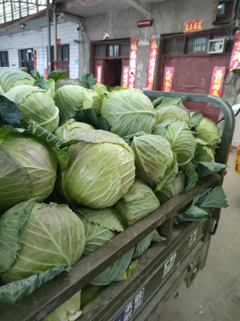 甘蓝，