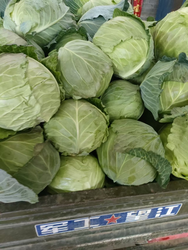 甘蓝，