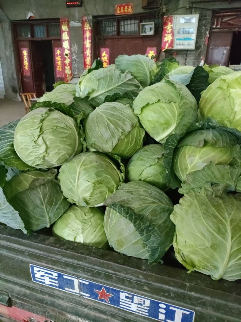 甘蓝，