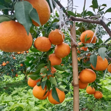 爱媛38优质次果，小果0.9-2元