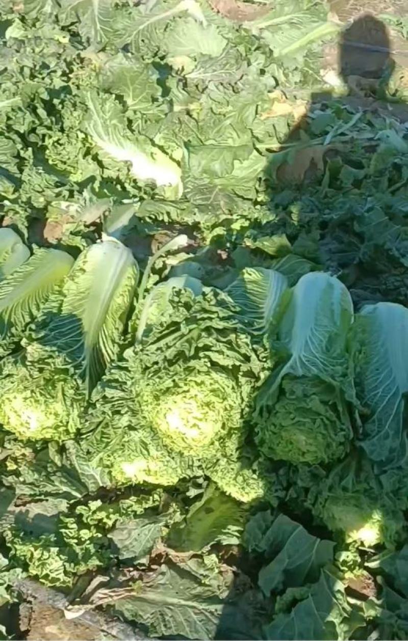 自家种植白菜品种：津绿60；北京新三号；天才60