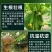 先正达有机水溶肥料果树蔬菜桶装肥冲施肥液体肥生根膨果增甜